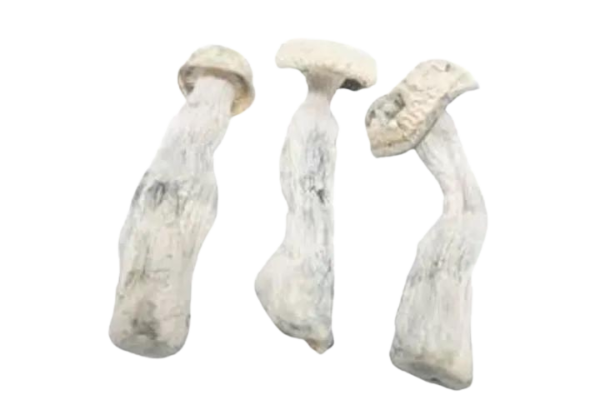 albino penis envy